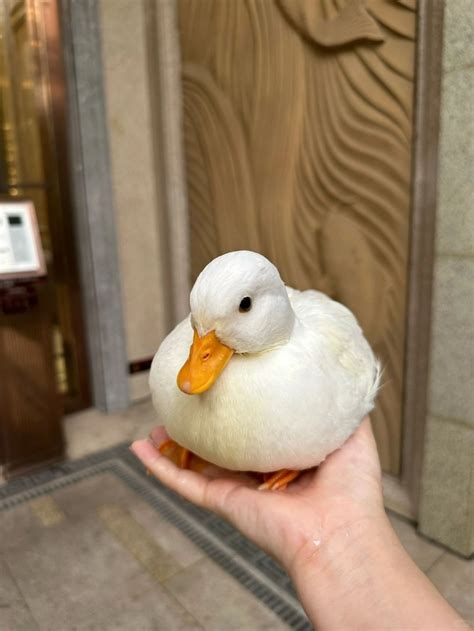 鴨子生病|柯爾鴨（飼養小鴨新手教學）